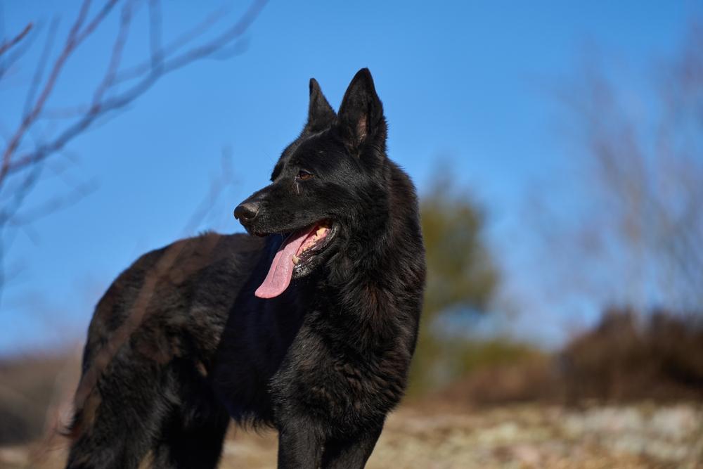 Короткошерстная овчарка