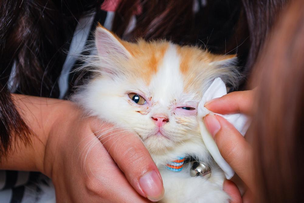 промывание глаз кошке