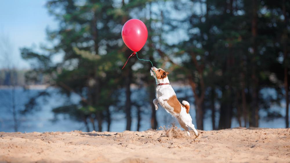 во что поиграть с собакой на улице: воздушный шарик