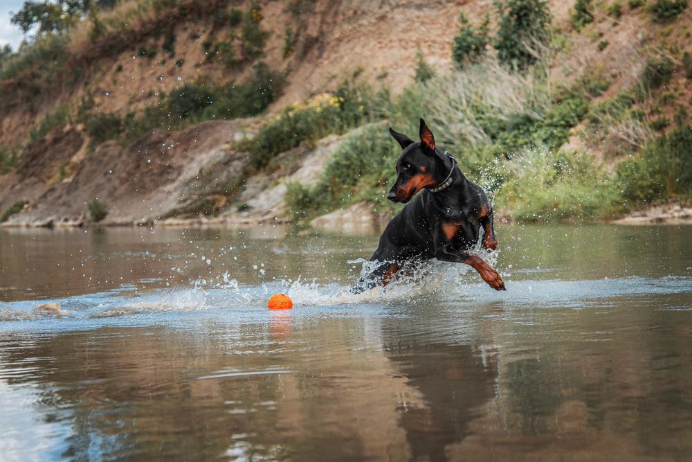 Дрессировка добермана по месяцам Дрессировка добермана по месяцам