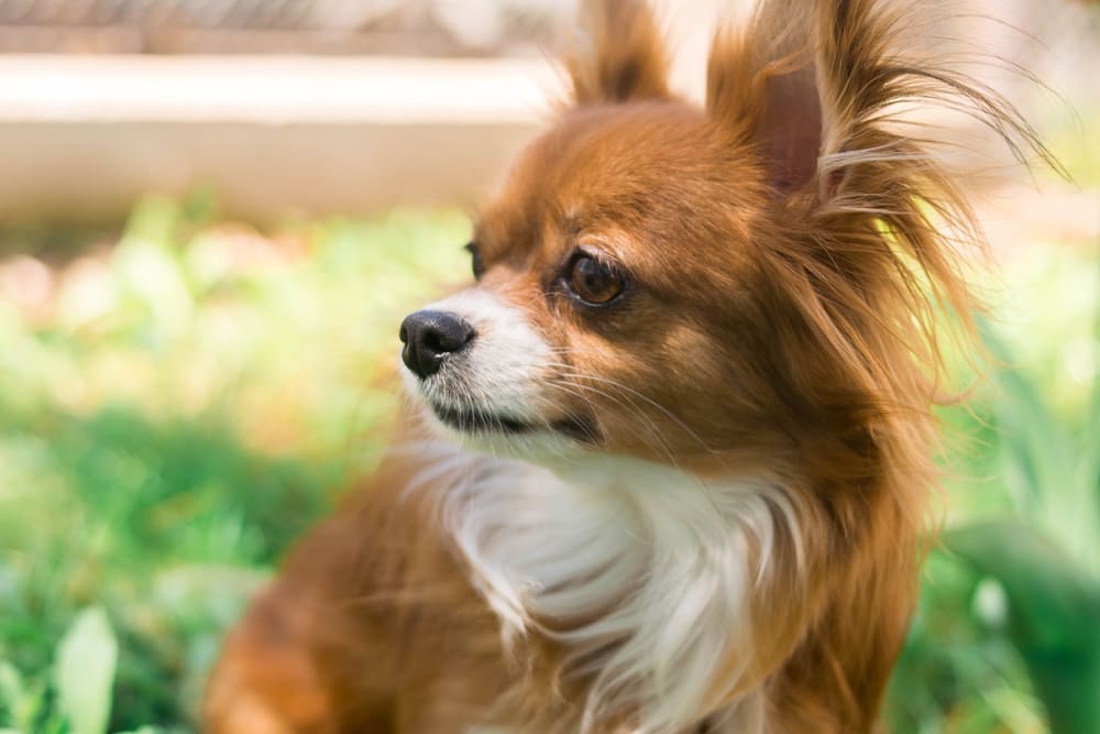 Чихуахуа вынашивает потомство около 60 дней