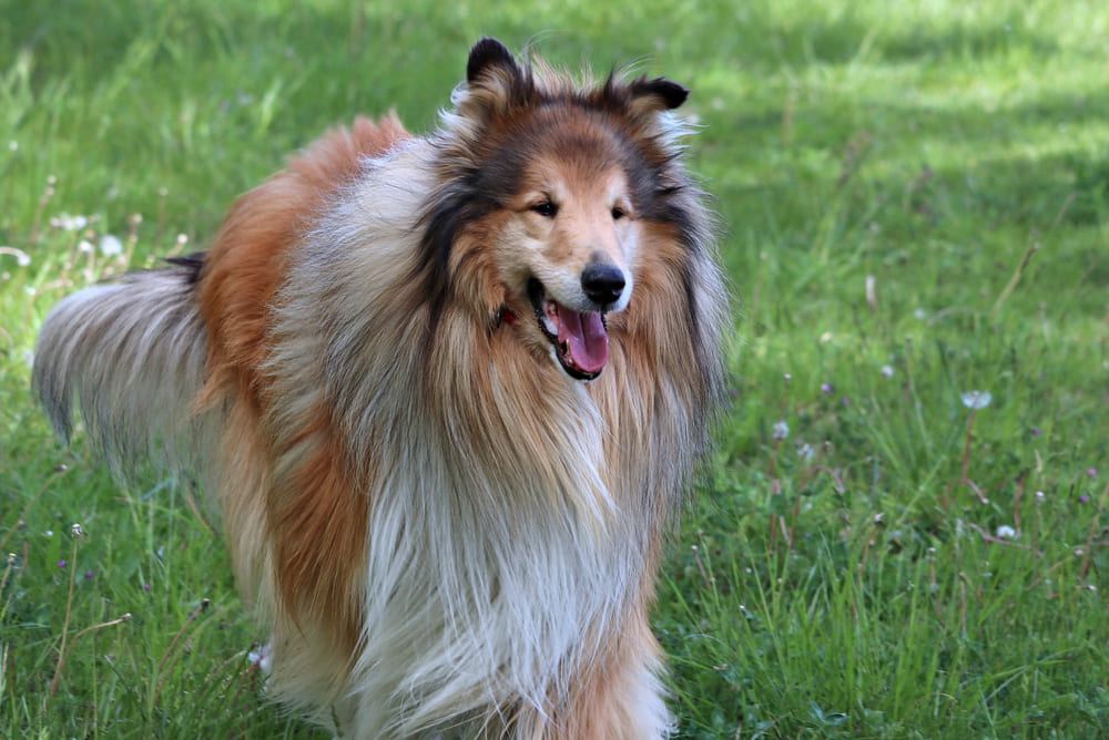 Колли не выведена для охраны