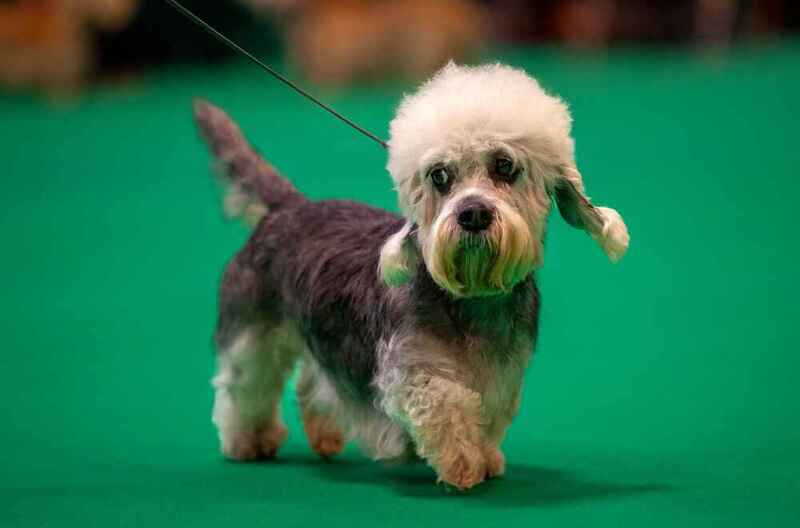 Как кормить денди-динмонт-терьера?