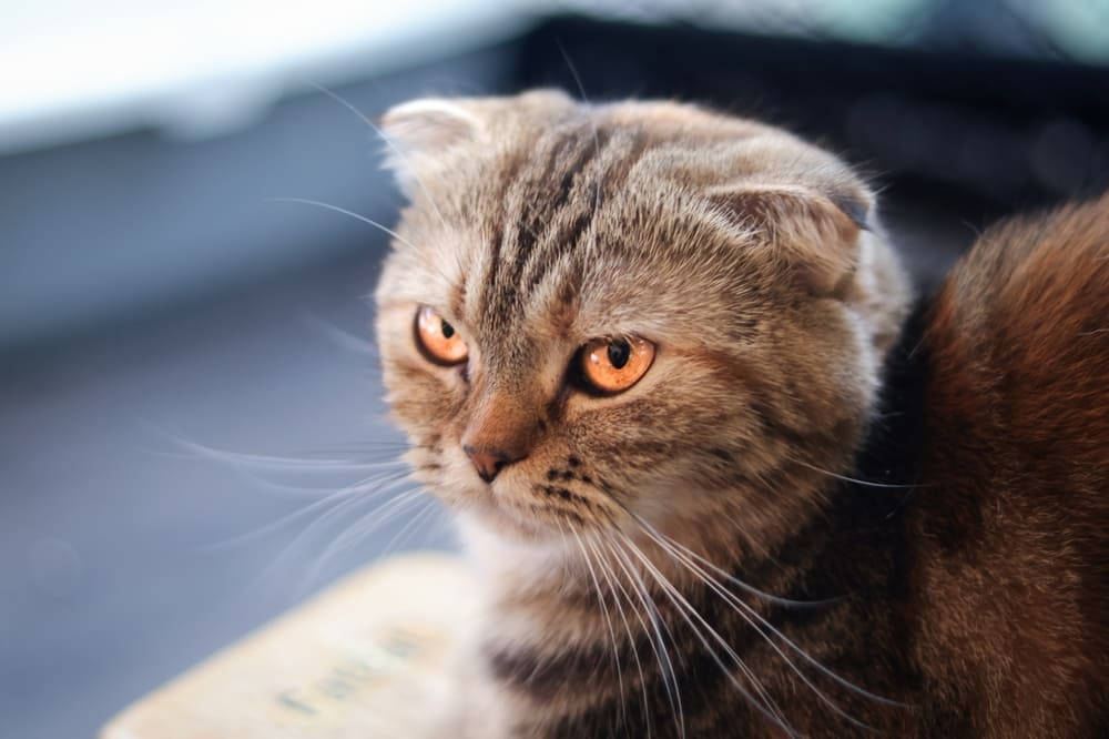 Болезнь шотландской кошки может проявляться снижением активности