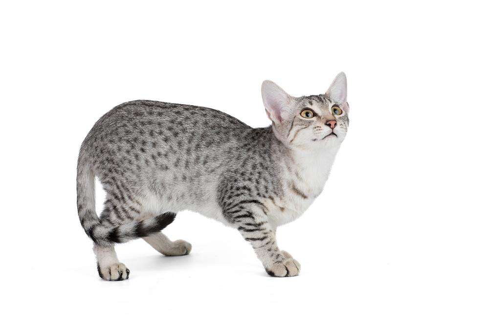 ТОП самых дорогих домашних кошек: египетская мау