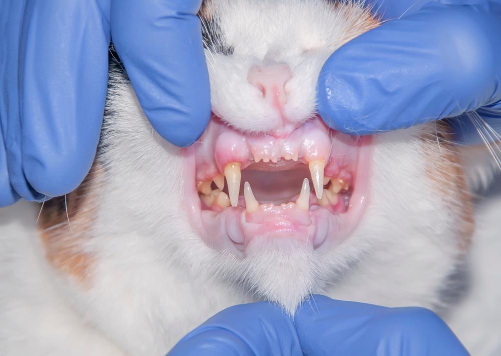 Диагностика гингивита у кошек