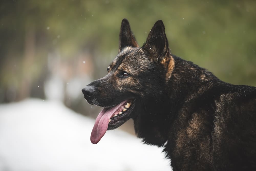 Содержание влияет на то, сколько живут немецкие овчарки