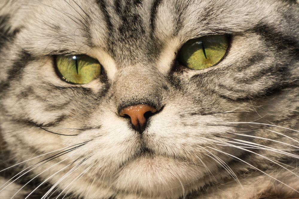 Гладкошерстные кошки с зелеными глазами: британская короткошерстная Гладкошерстные кошки с зелеными глазами: британская короткошерстная