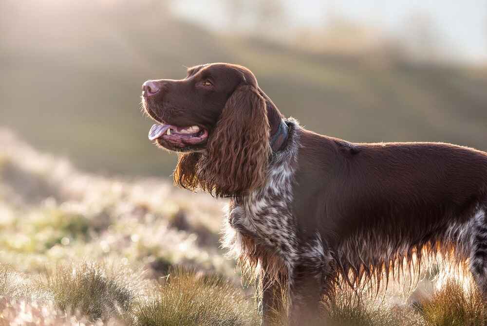 Английский спрингер в профиль