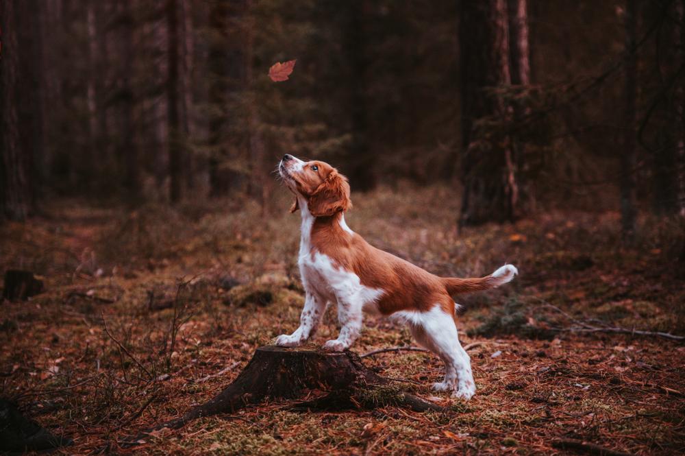 темперамент вельш-спрингер-спаниеля