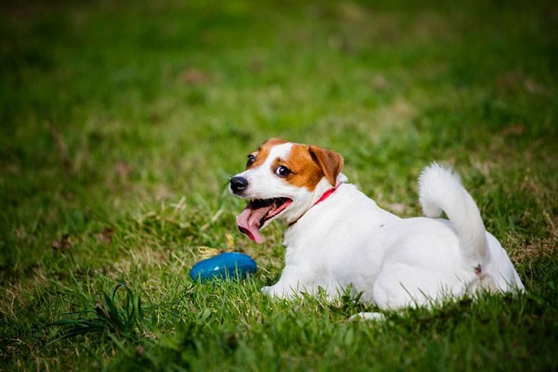 Собаки из зарубежного кино и сериалов: джек-рассел-терьер Собаки из зарубежного кино и сериалов: джек-рассел-терьер