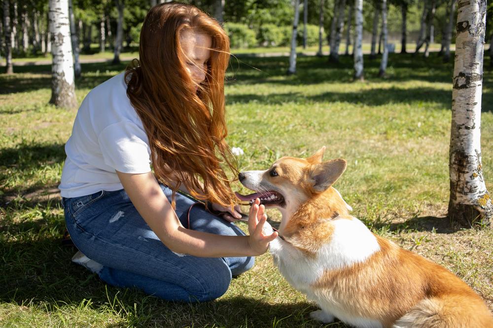 Нюансы дрессировки вельш-корги-пемброка