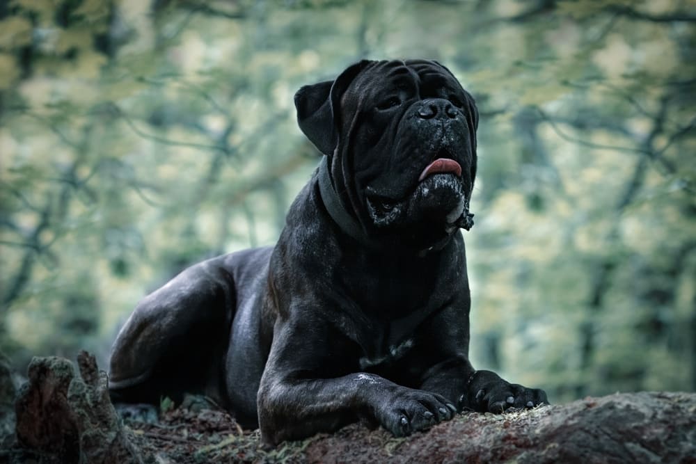 Какой характер у кане-корсо?