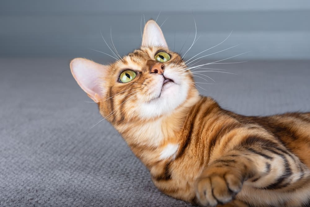 Владельцу важно знать, сколько длится беременность у бенгальской кошки