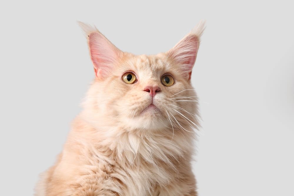 Кастрация может повлиять на то, сколько проживет мейн-кун