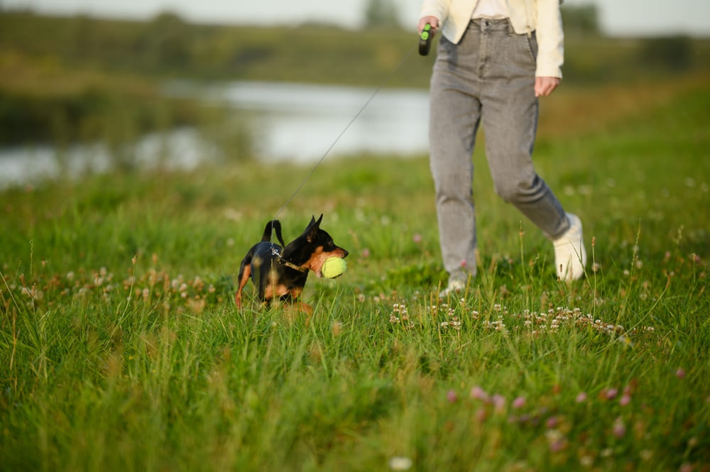 То, сколько весит русский той-терьер, зависит от ряда факторов