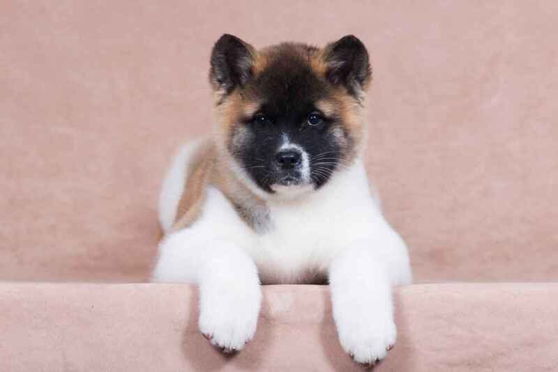 Какой характер у американской акиты?