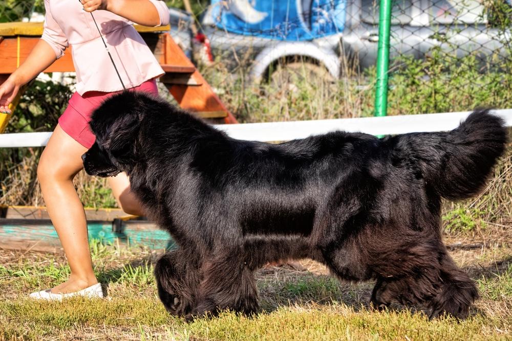 самые преданные породы собак: ньюфаундленд.jpg самые преданные породы собак: ньюфаундленд.jpg