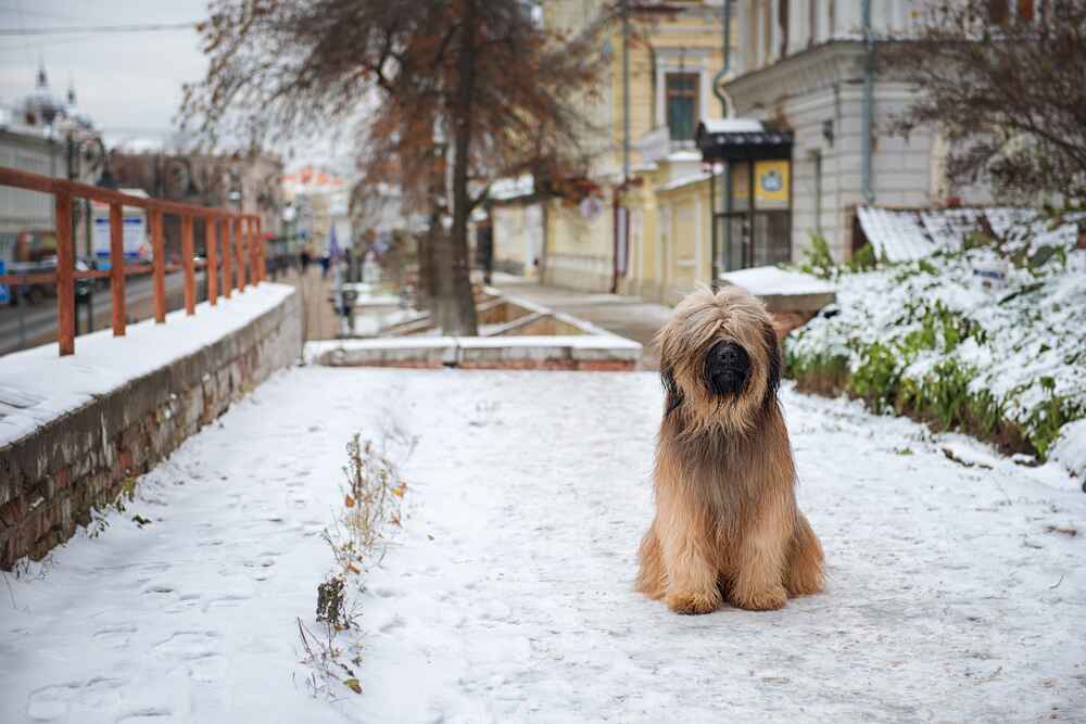 Бриары нуждаются в обработках от паразитов