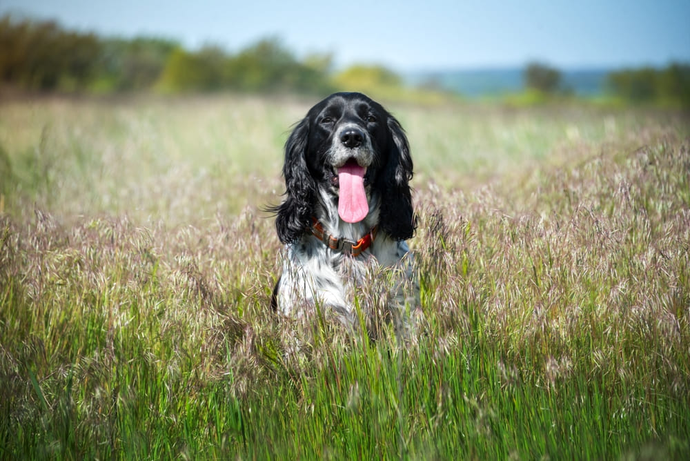 Во время течки спаниелю нужен уход