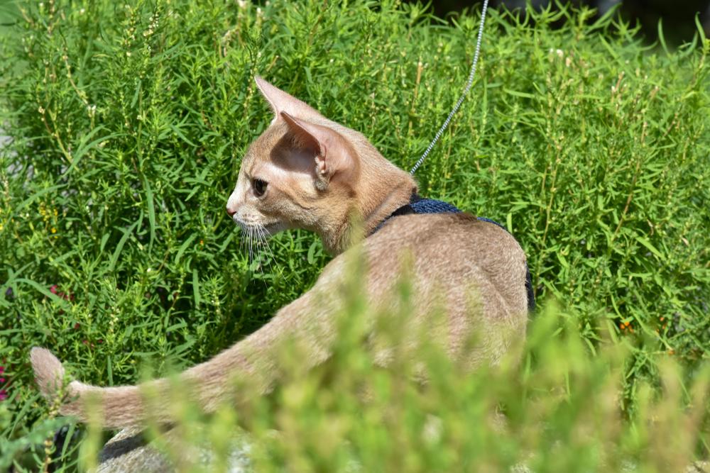Редкие признанные окрасы абиссинских кошек: серебристый фавн