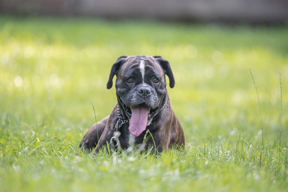 Собаки боксеры нуждаются в обработках от паразитов