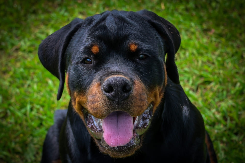 Перед вязкой ротвейлера обследуют