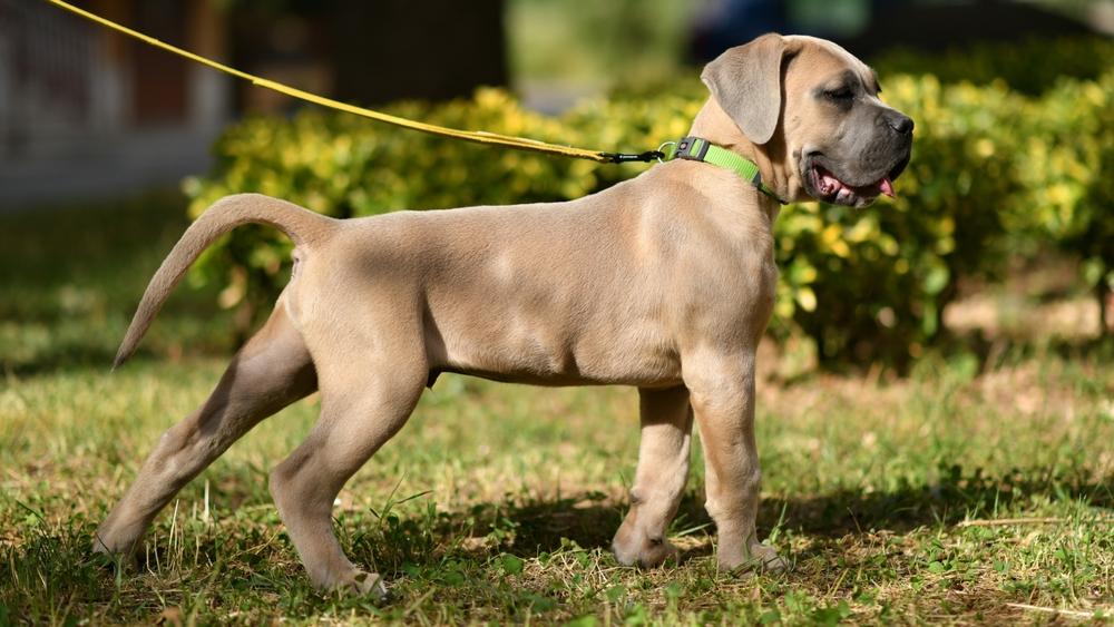 Разрешенные окрасы кане-корсо: палевый Разрешенные окрасы кане-корсо: палевый