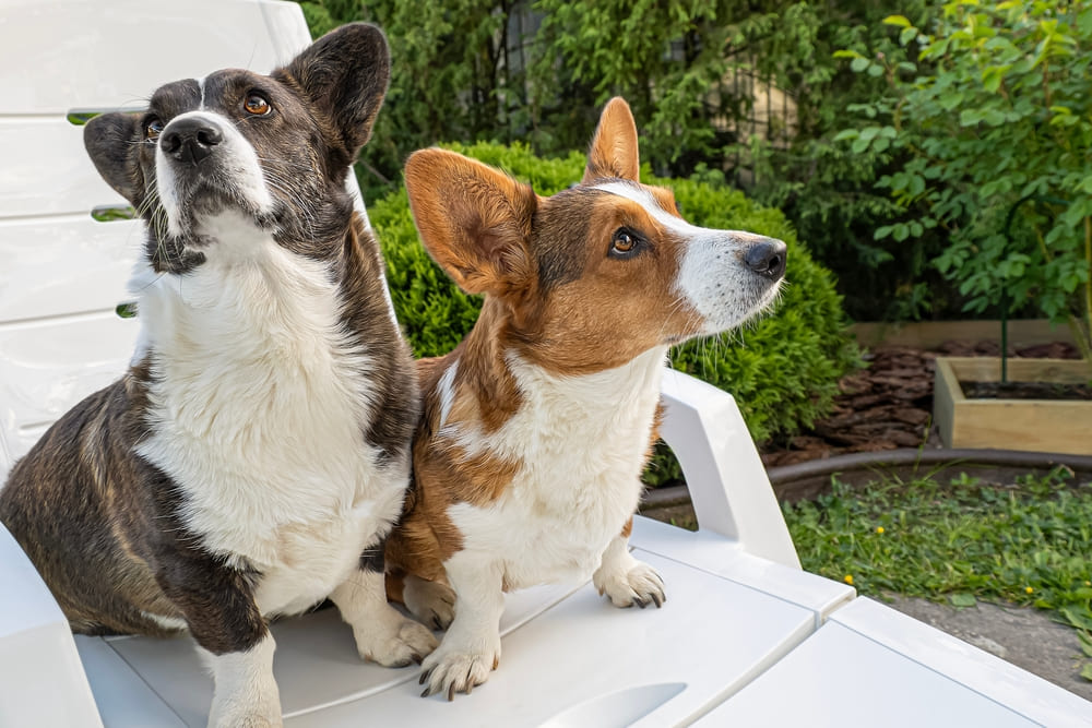 Владельцу важно знать, сколько длится беременность у самки корги