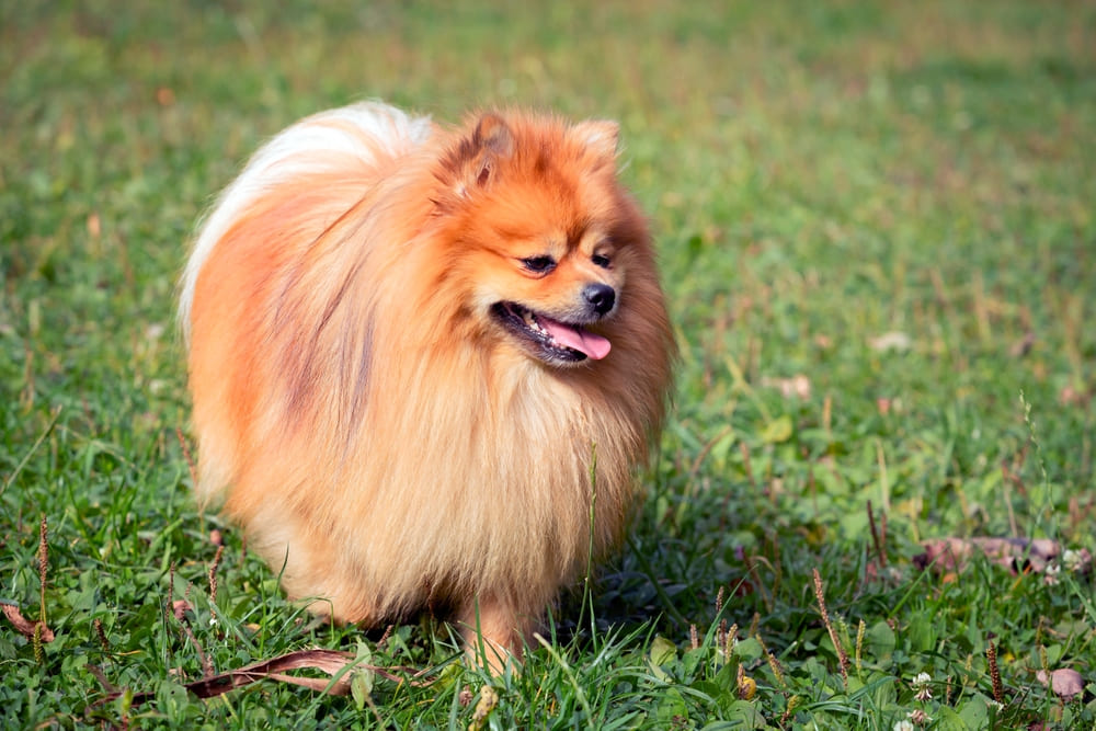 То, сколько весит померанский шпиц, зависит от его возраста