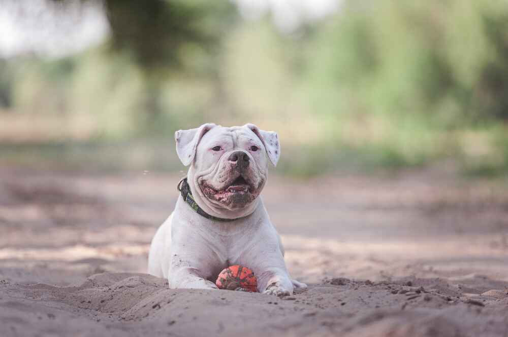Владелец в силах влиять на то, сколько проживет американский бульдог