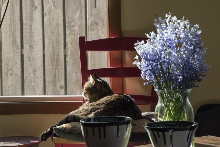 Смена рациона как метод отучить кошку лазить в цветочные горшки