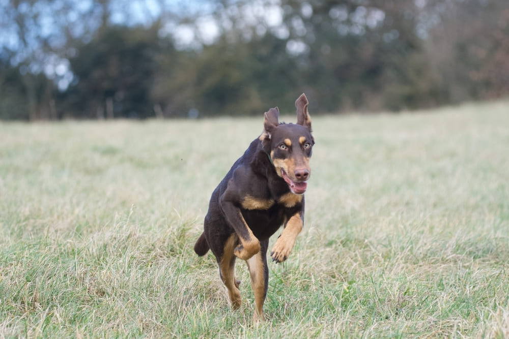 Доберман нуждается в сбалансированном рационе