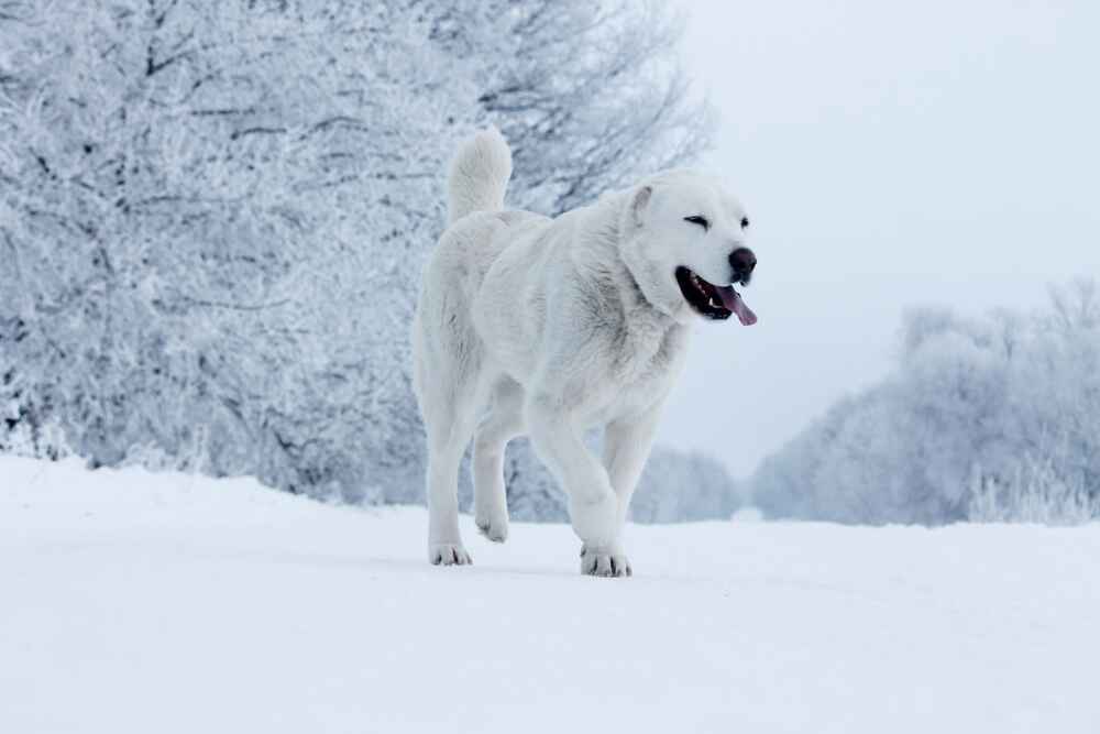Вес у алабая может быть больше нормы