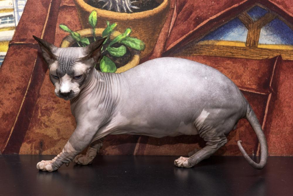 Уход за породой бамбино 