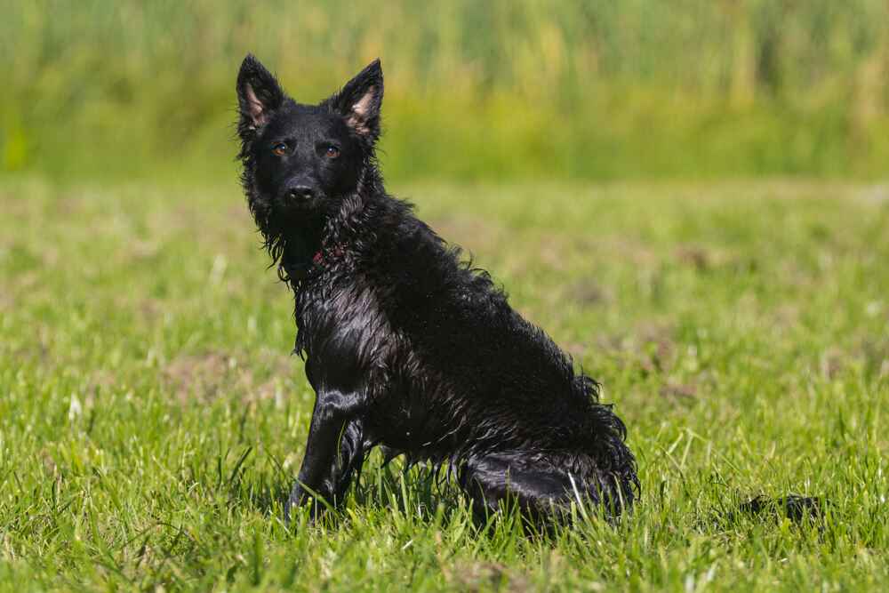 Муди нуждаются в уходе