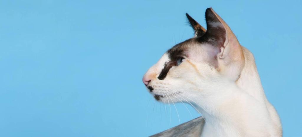 Характер сейшельской кошки