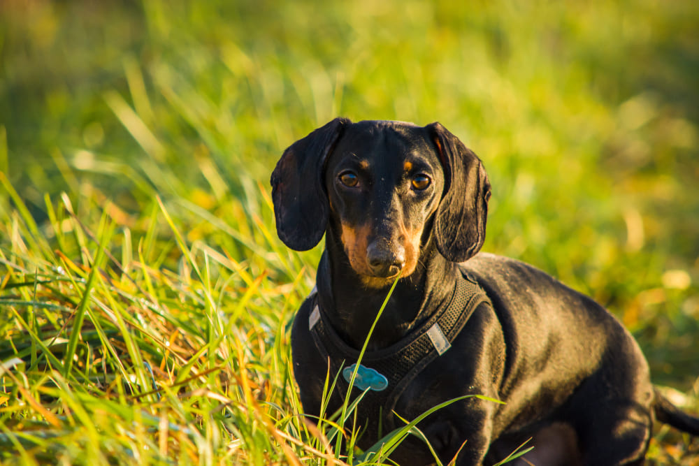 После вязки суке таксы нужен уход