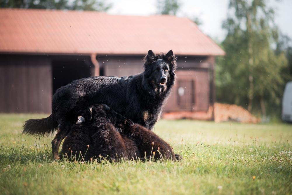 Репродуктивное здоровье богемской овчарки