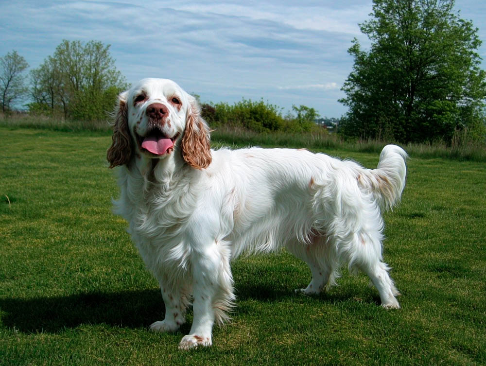 Кламбер-спаниелю нужен уход