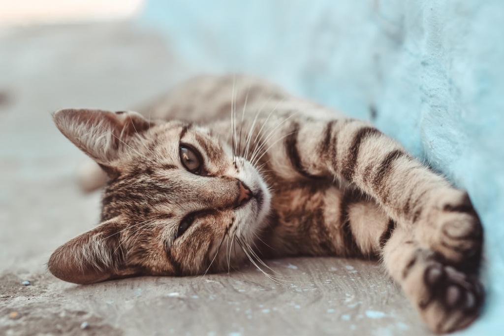 Лечение микоплазмоза у кошек