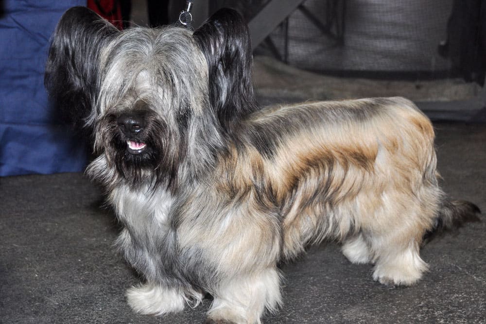 Скайтерьеры страдают от болезней опорно-двигательного аппарата