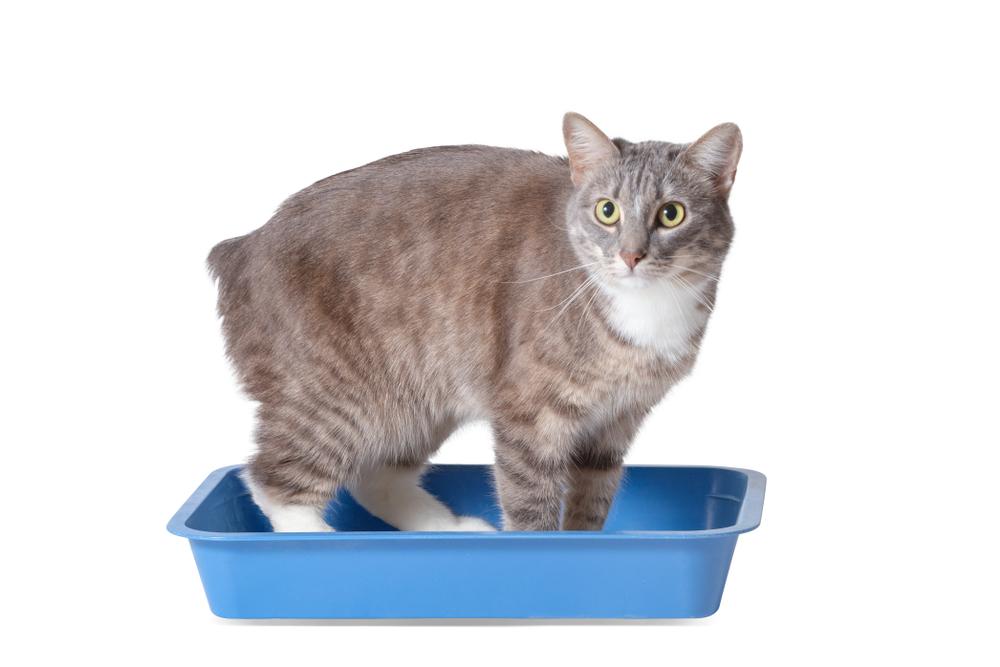 Приобретенные болезни почек у кошек