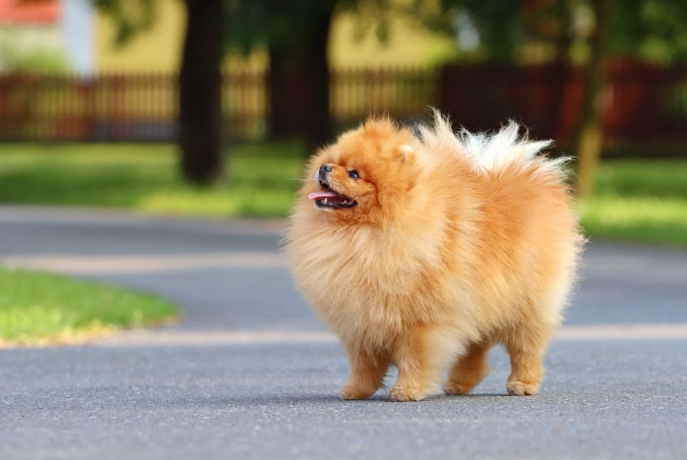 Профилактика влияет на то, сколько проживет шпиц