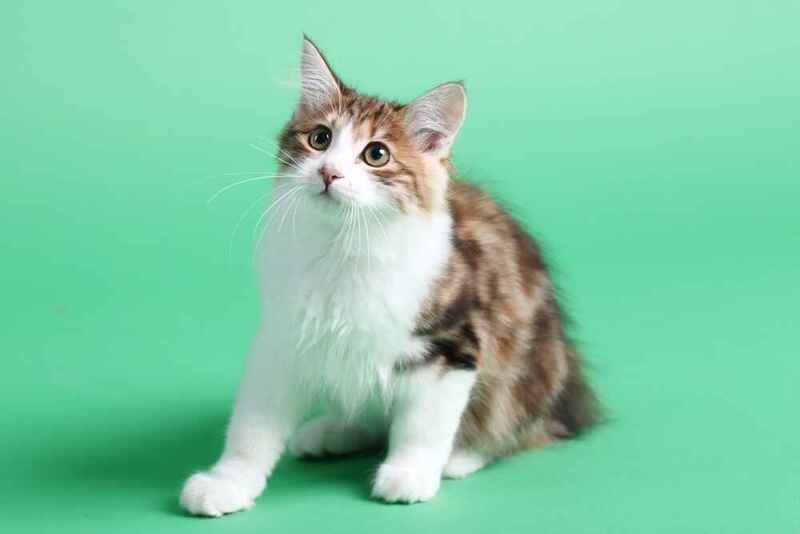 Активно курильский бобтейл набирает вес до 6-7 месяцев