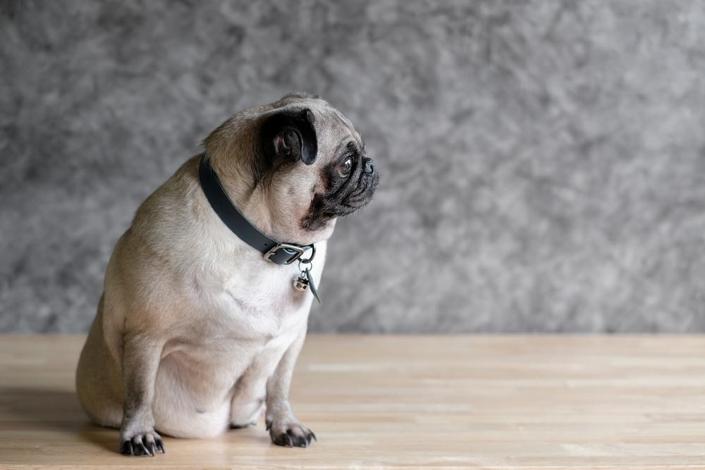 Содержание мини-мопса