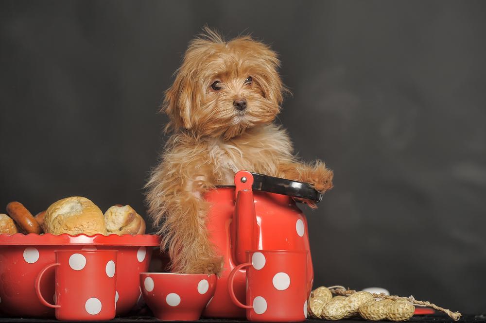 Характер петербургской орхидеи