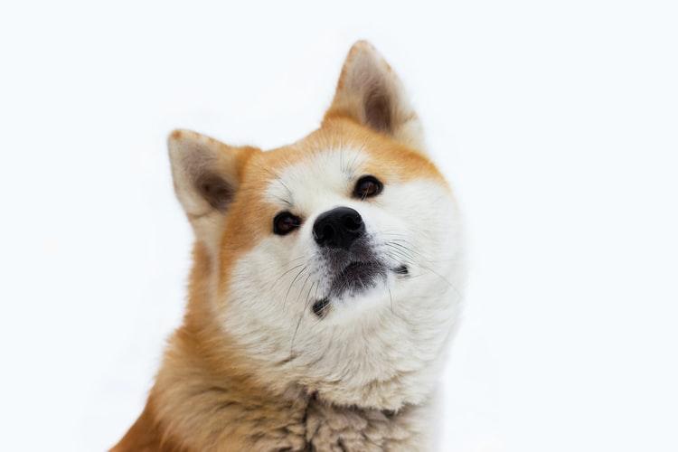 Японский хин собака описание породы плюсы и минусы цена