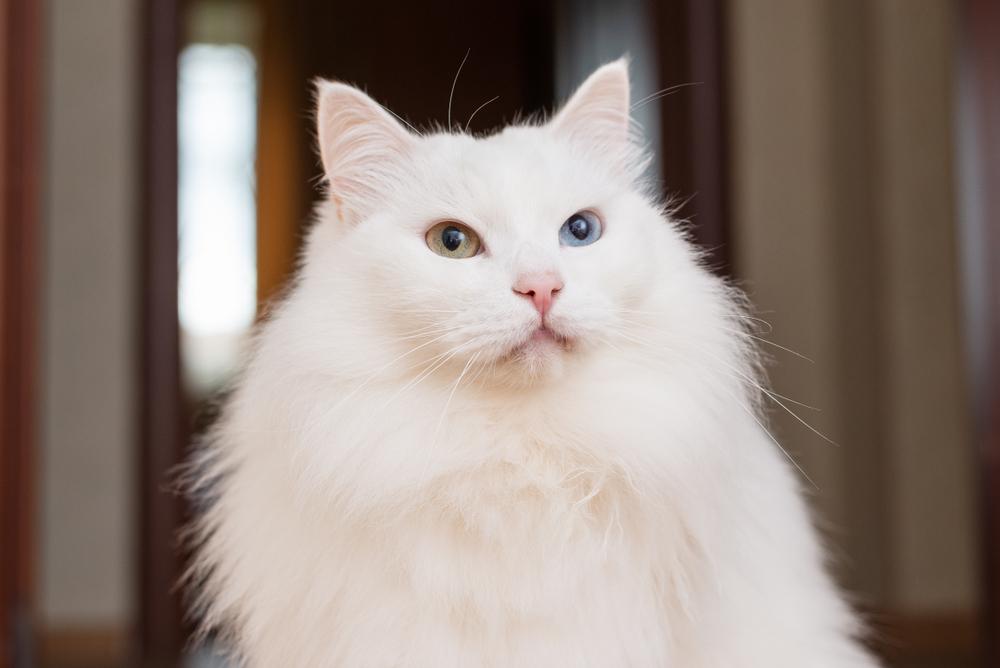 ТОП пород кошек с гетерохромией: турецкая ангора