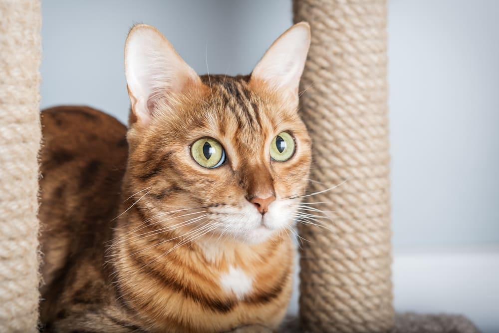 Сколько живут бенгальские кошки?